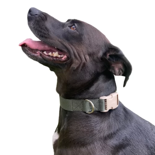 Bearhug- Collar Verde Militar / Beige - Imagen 2