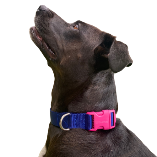 Bearhug- Collar Morado Eléctrico / Rosa Fucsia - Imagen 2