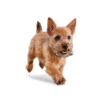 Eukanuba Cachorro para Perro – razas pequeñas - Imagen 2