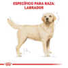 Royal Canin Labrador Retriever Adulto para Perro - Imagen 2