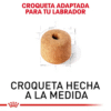 Royal Canin Labrador Retriever Adulto para Perro - Imagen 3