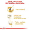 Royal Canin Labrador Retriever Adulto para Perro - Imagen 4